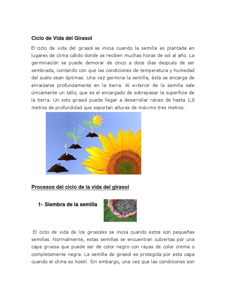 Ciclo de Vida Del Girasol | PDF | Semilla | Germinación