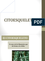 Citoesqueleto 1