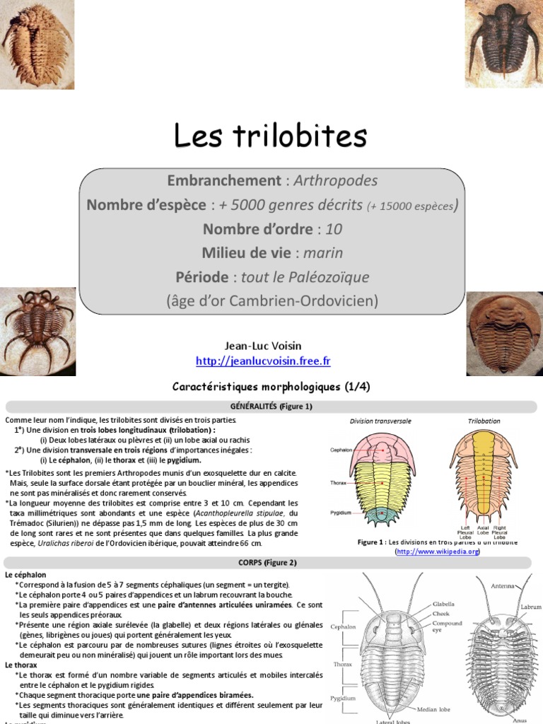 Les Trilobites | PDF | Œil | Science