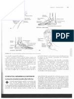 Anatomia clinica Membrul inferior.pdf