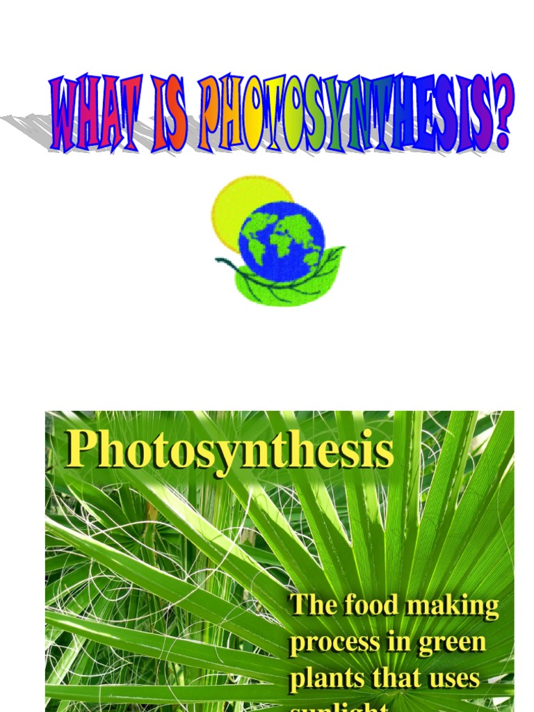How Do Plants Make Their Own Food PDF Photosynthesis Stoma