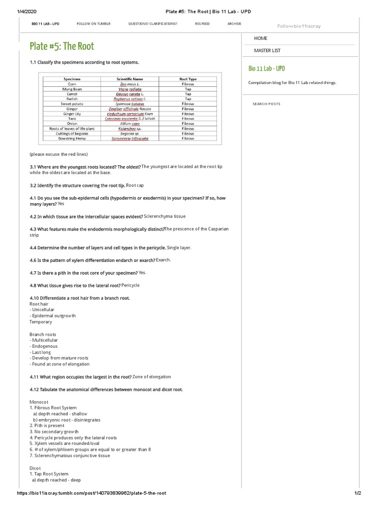 Root Structure and Identification Guide | PDF | Root | Tissue (Biology)