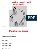 odontogenesis 2- bud and cap stage