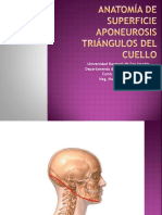 cuello Anatomía de superficie aponeurosis