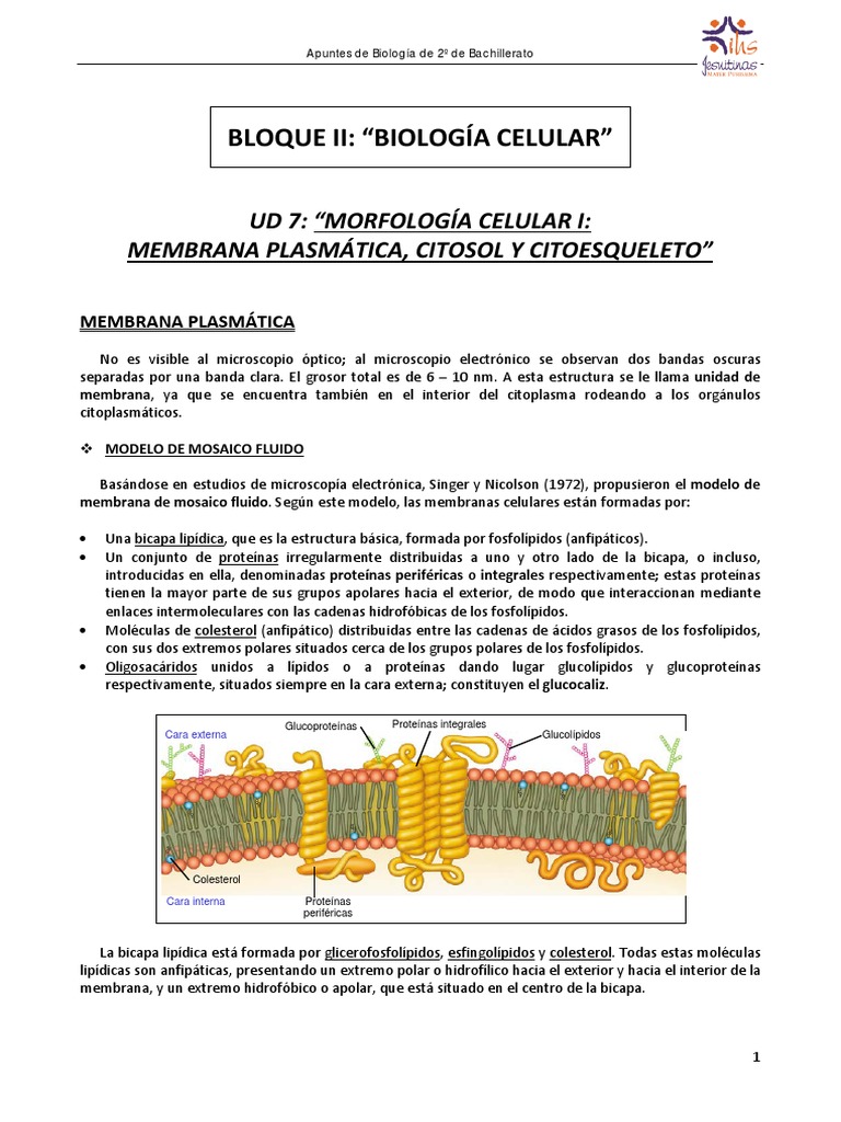 Estructura y Función de la Membrana Celular | PDF | Membrana celular ...