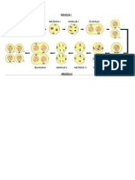 Mitosis - Modelos Planos