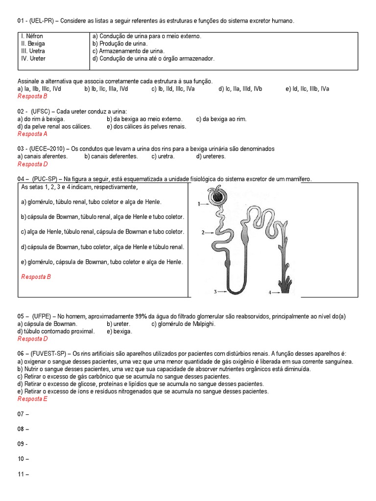 Exercícios sobre o Sistema Urinário | PDF | Ciências e Matemática