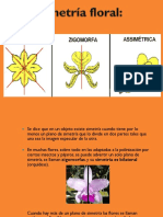 Simetría Floral - 201520