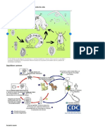 Parasitos Ciclo Vital