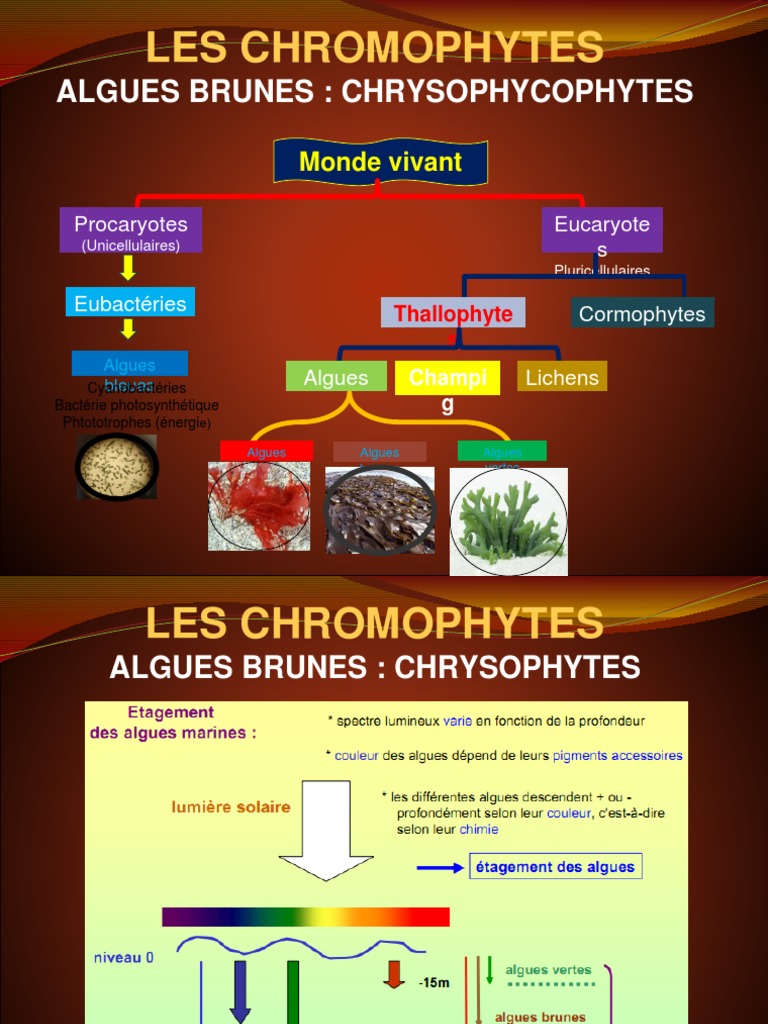 Classification des algues brunes PDF Eucaryotes Organismes — free download