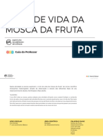 Ciclo Vida Mosca Fruta