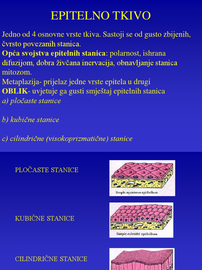 Epitelno Tkivo