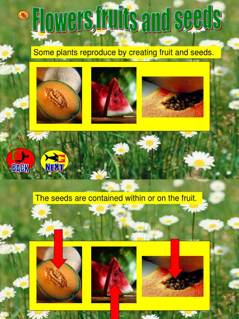 Flowers Fruits and Seeds PDF