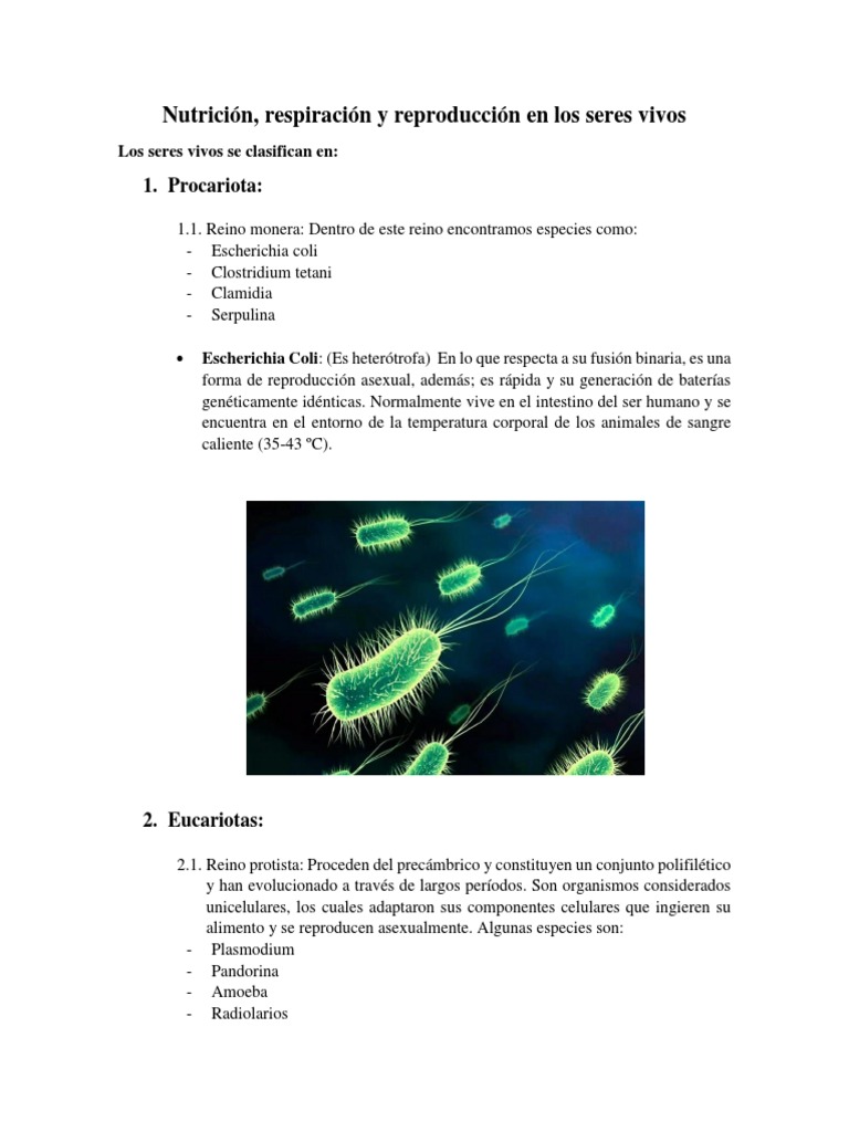 Escherichia coli: Heterotrofia y Reproducción | PDF | Hongo | Reproducción  sexual