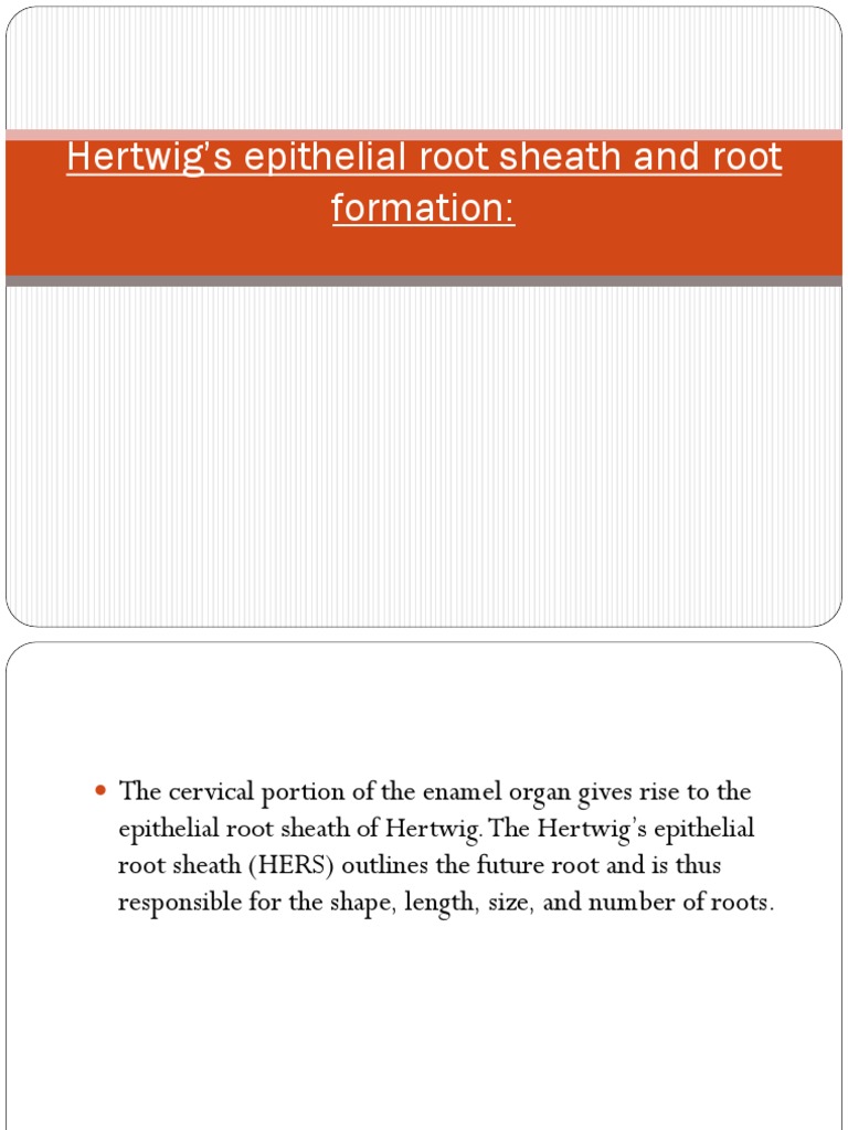Hertwig's Epithelial Root Sheath Overview | PDF | Human Tooth | Tooth ...
