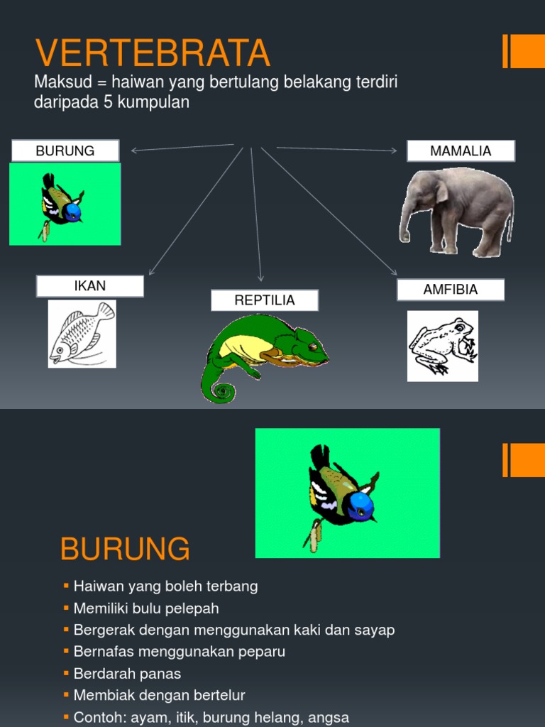 Haiwan Vertebrata Pdf