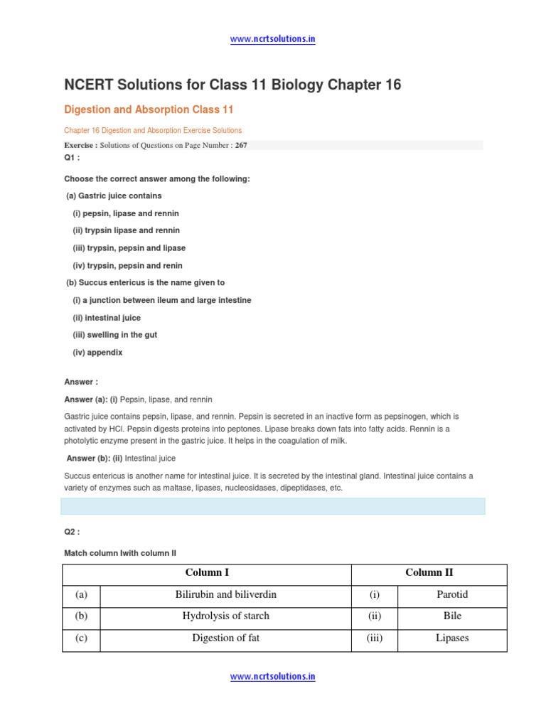 Class 11 Biology Chapter 16 Solutions | PDF | Digestion | Stomach