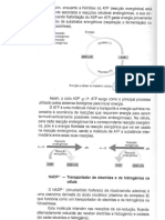 Fotossíntese.pdf