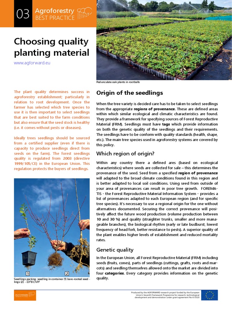 03 Choosing Quality Planting Material Pdf Plant Nursery Trees