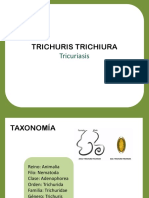 Trichuris Trichiura