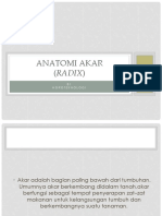 ANATOMI AKAR power point.pptx