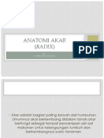 ANATOMI AKAR Power Point