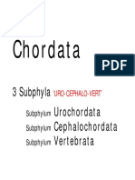 F 05 Chordata