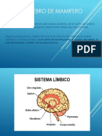 El Cerebro de Mamifero