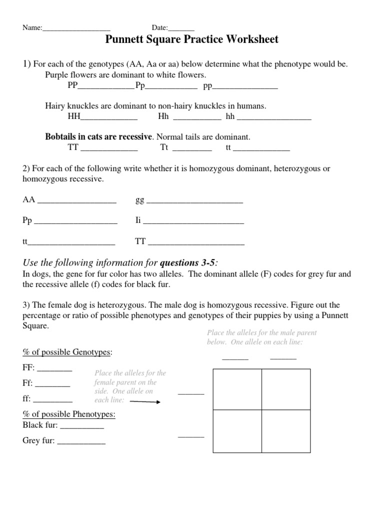Punnett Square Practice Worksheet (Edited) PDF  PDF  Dominance With Regard To Punnett Square Practice Worksheet