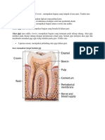 Mahkota, Leher, Akar, dan Gusi Gigi