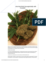 Top Five Herbs That Work Synergistically With Cannabis - Emerald PDF
