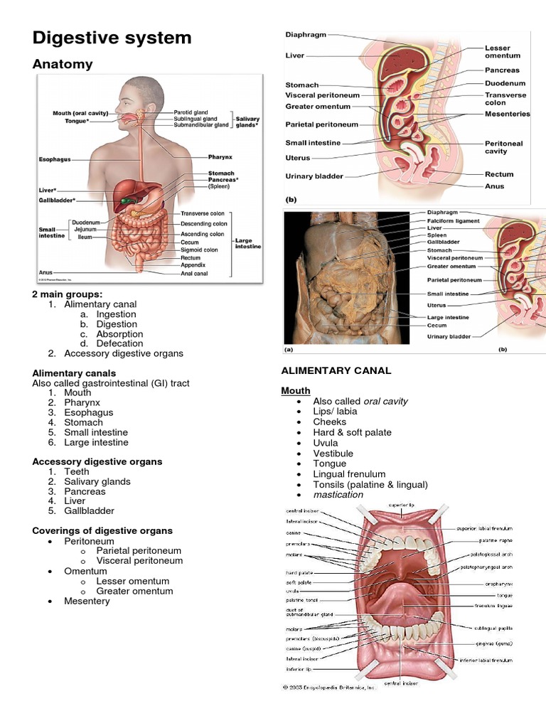 Digestive System | PDF | Digestion | Human Digestive System