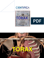 Ucsur - Torax - Clase 1 PDF