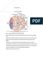 El ojo III Neurofisiología central de la visión