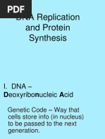 DNA Replication and Protein Synthesis