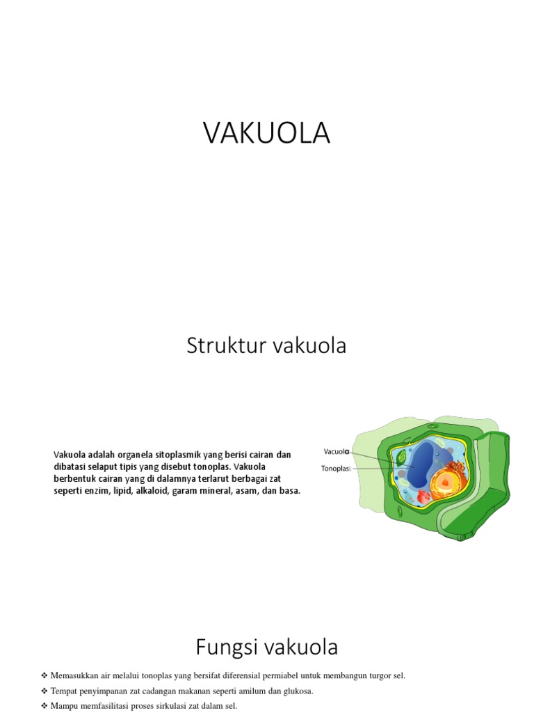VAKUOLA | PDF, image size:768x1024
