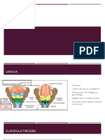 Lengua Tiroides Cara