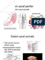 Sistem Saraf Somatik