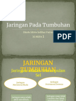 Jaringan Tumbuhan