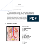 Laporan Pendahuluan Hypospadia