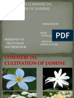 Commercial Cultivation of Jasmine