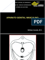 Sistema Genital Masculino Prof William Acosta