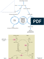 CICLO DE LA UREA I.ppt