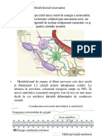 Metabolismul Neuronului