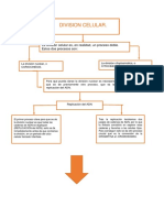 division  celular.docx