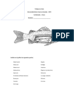 Trabajo en Clase Peces Morfología