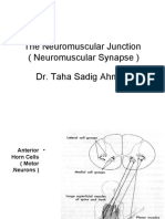 The Neuromuscular Junction (Neuromuscular Synapse) Dr. Taha Sadig Ahmed