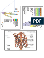 anatomia- huesos.docx