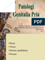 Kul PA-Genitalia Pria - PENIS-TESTIS