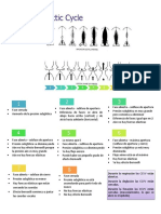 Ciclo Fonatorio